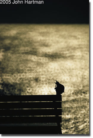 "Cry of the Wild" photograph